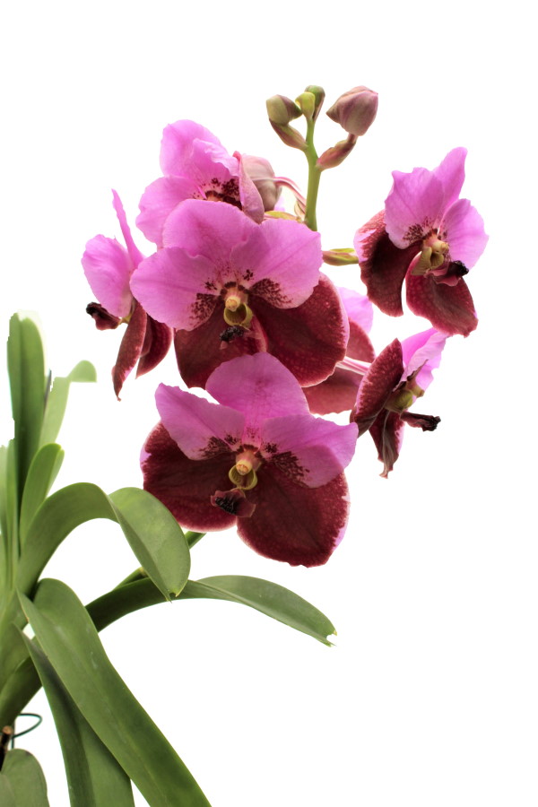 Vanda DIVANA® Pink Maroon I
