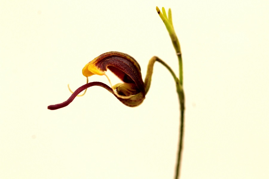 Scaphosepalum bicolor (aufgebunden)