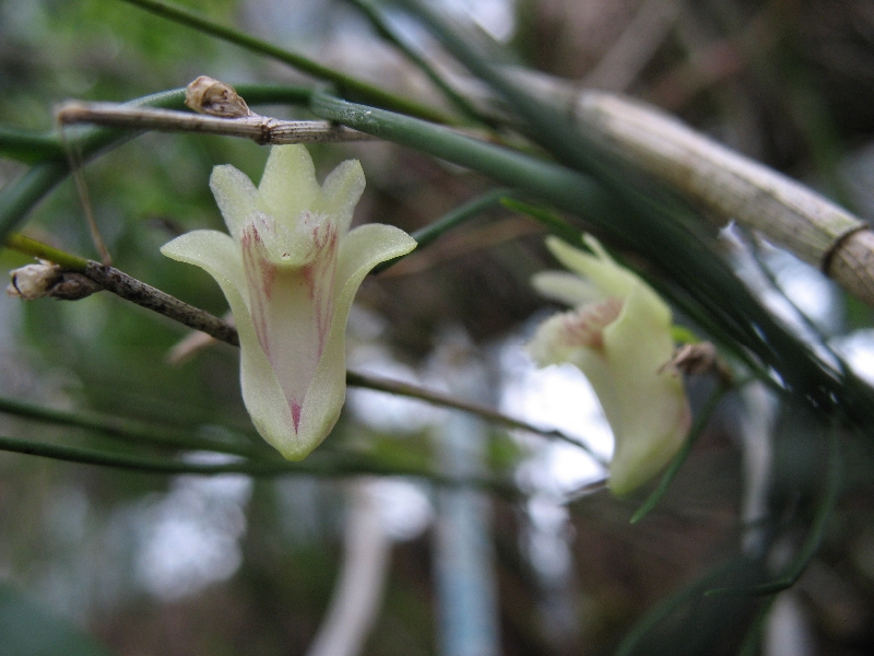 Dendrobium pseudoequitans