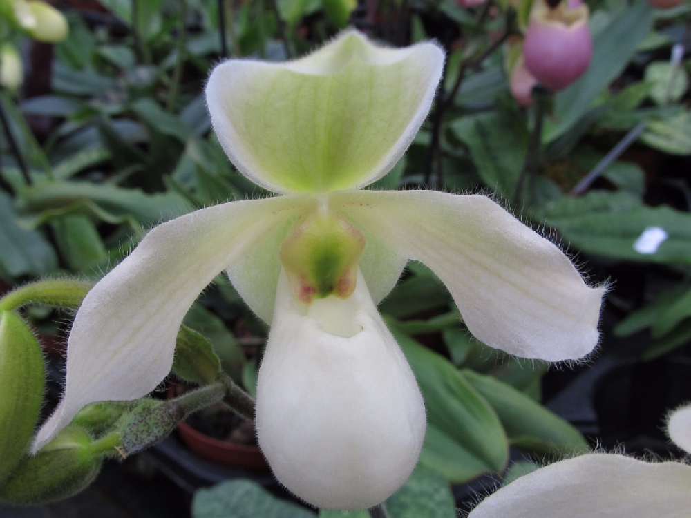 Paphiopedilum Deperle (primulinum x delenatii)