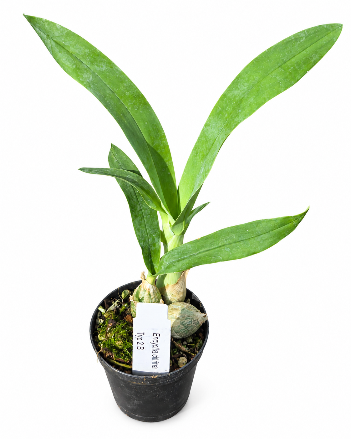 Prosthechea citrina