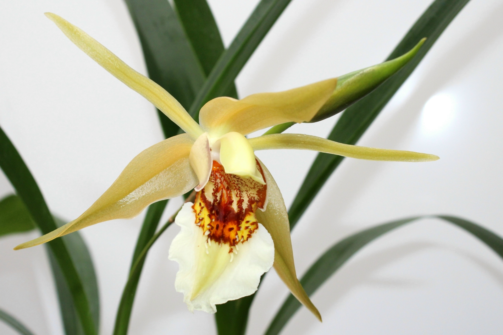 Coelogyne lawrenceana 