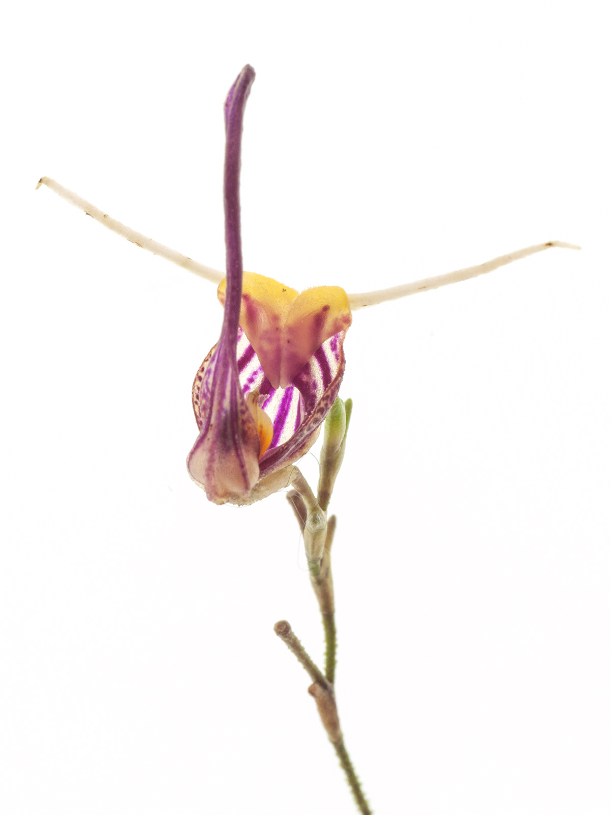 Scaphosepalum martineae