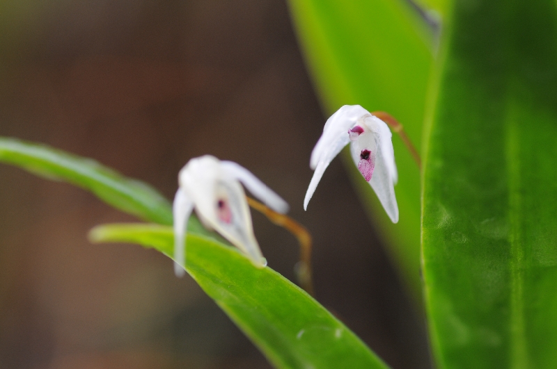 Pleurothallis eumecocaulon