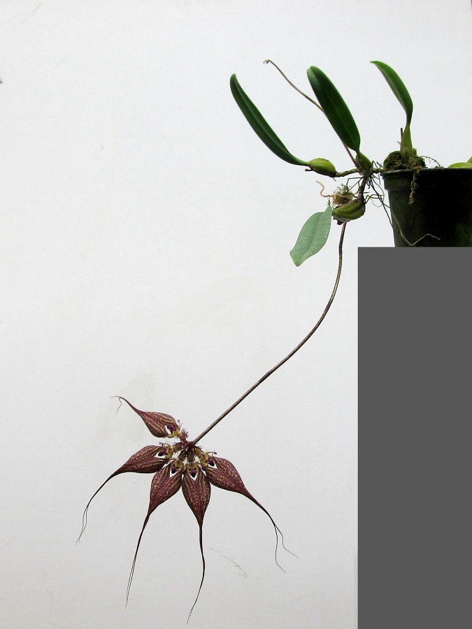 Bulbophyllum rothschildianum