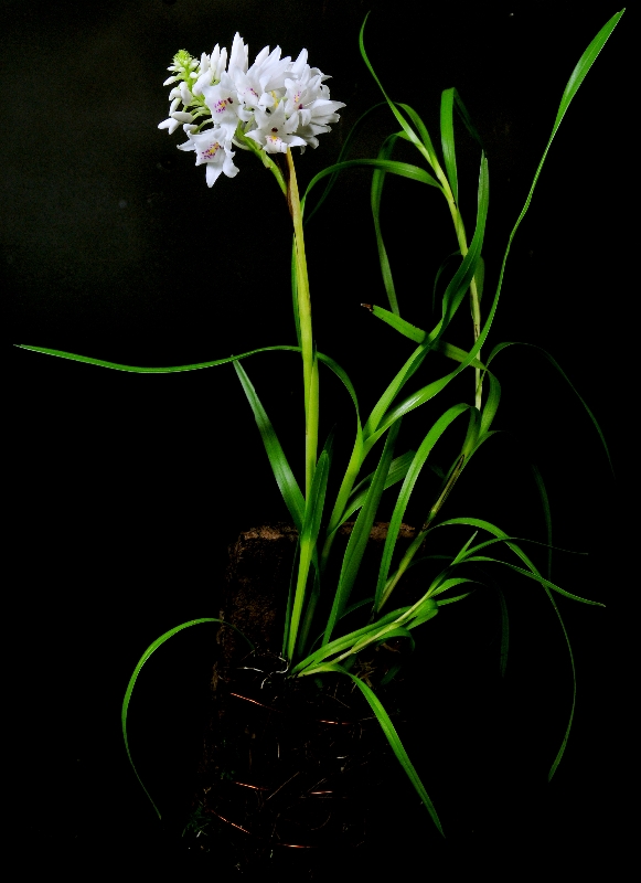 Neobenthamia gracilis