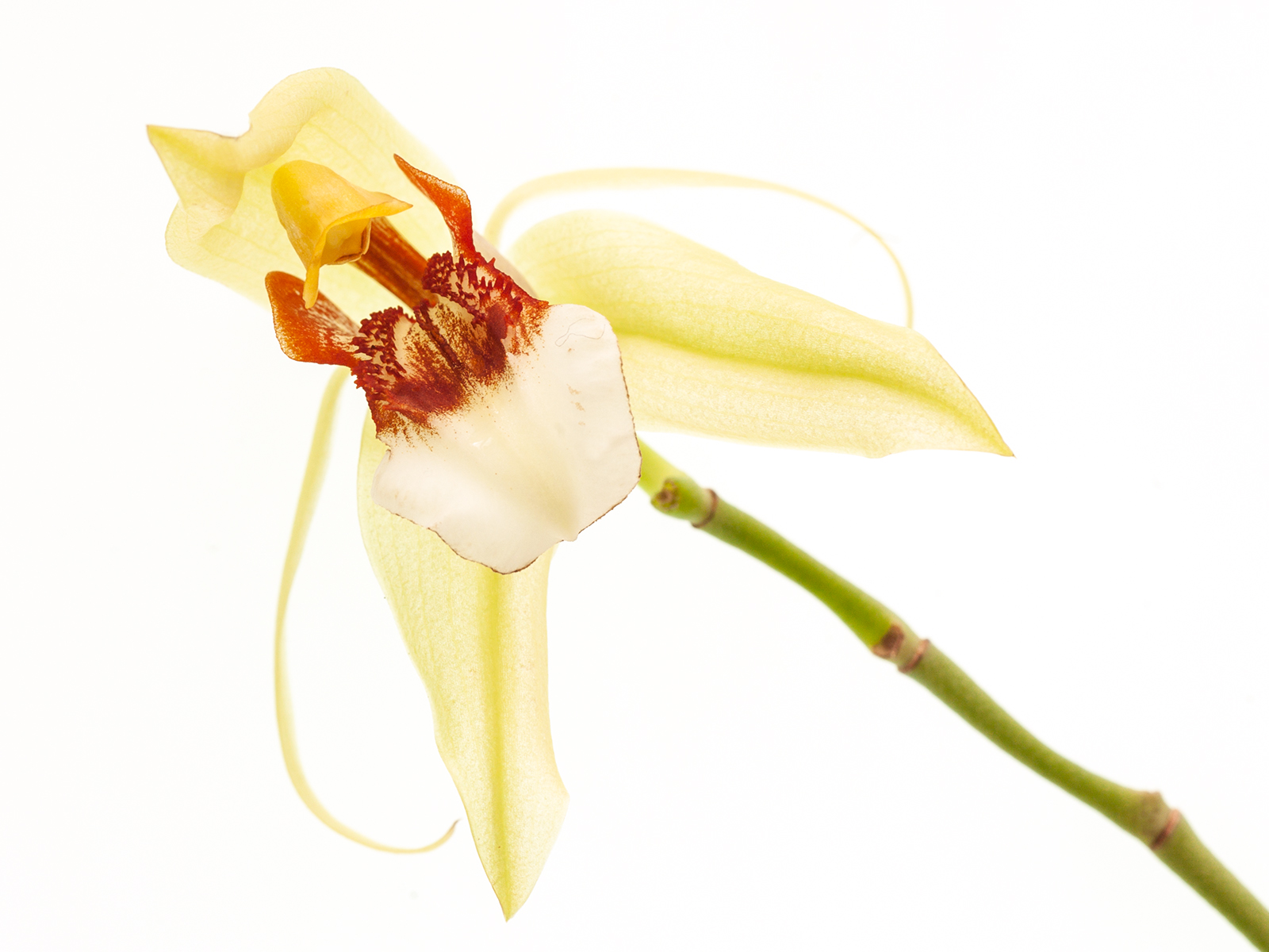 Coelogyne rumphii