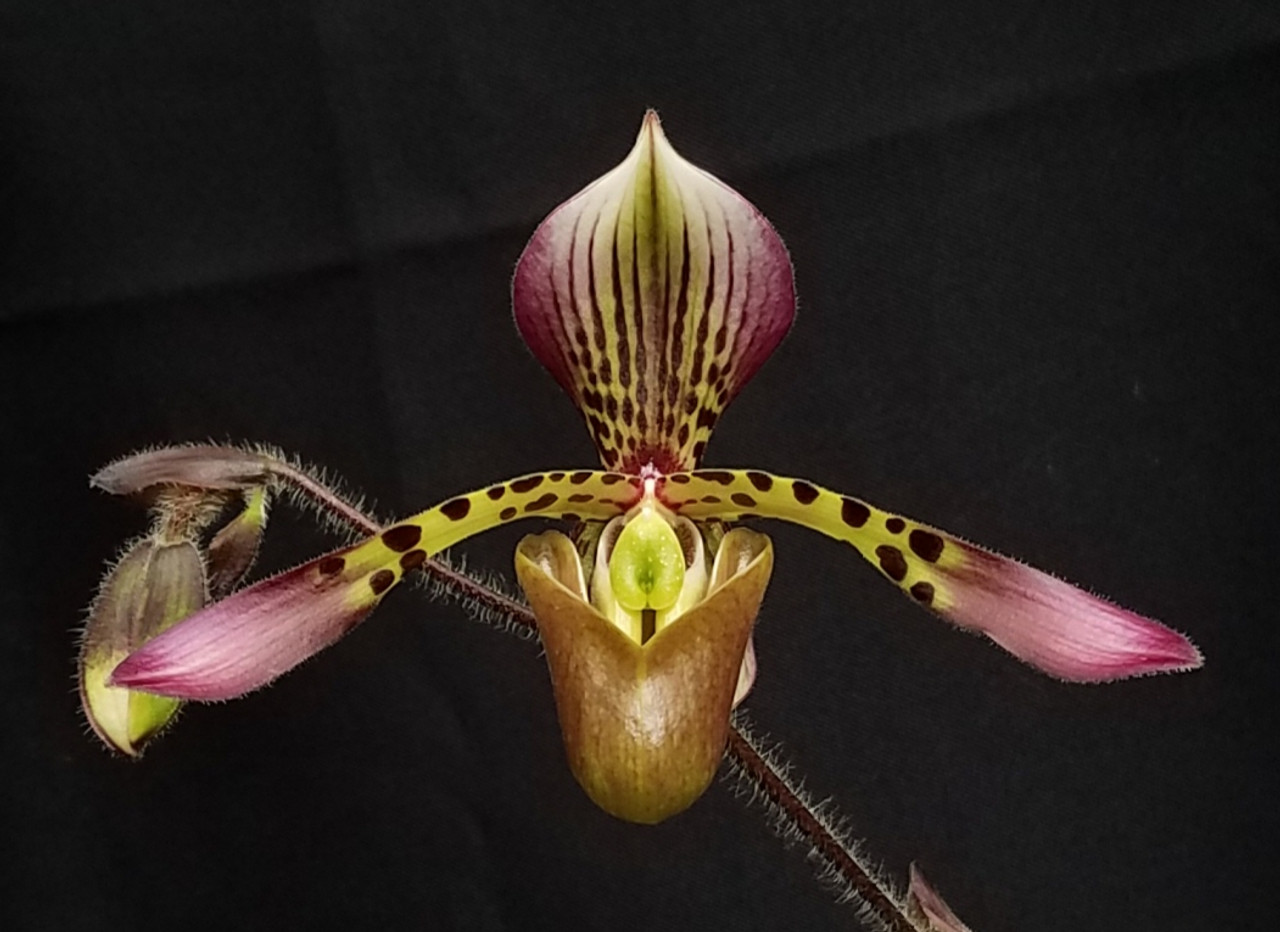 Paphiopedilum haynaldianum (‘Red Wine’ x ‘New World’) 