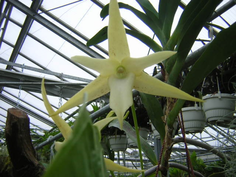 Angraecum sesquipedale