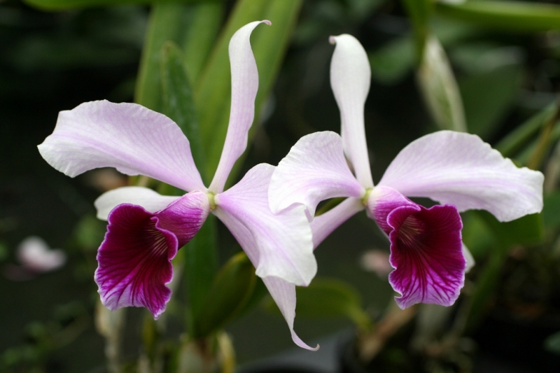 Laelia purpurata