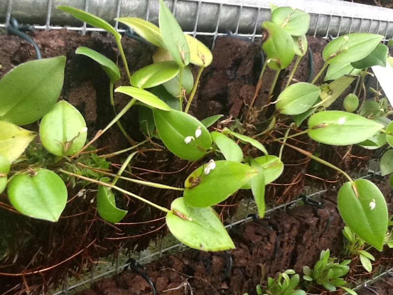 Pleurothallis niveoglobula 