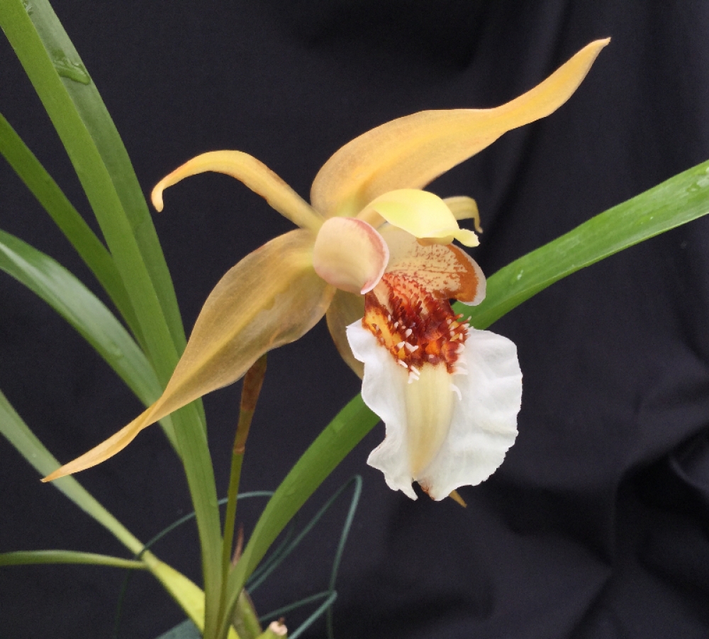 Coelogyne lawrenceana 