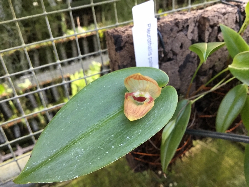 Pleurothallis palliolata