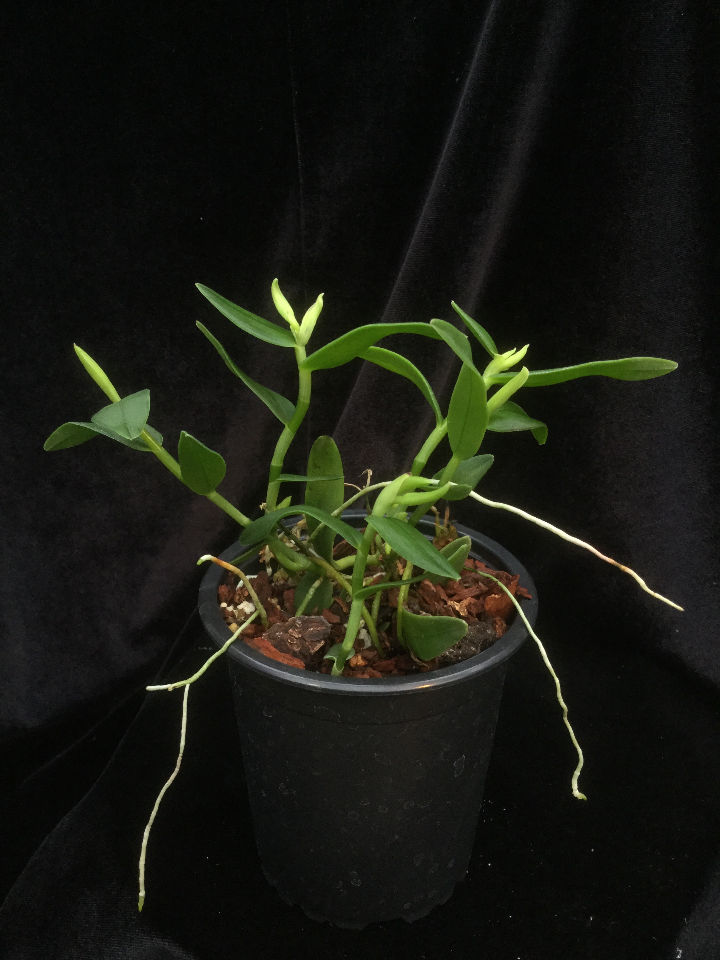 Epidendrum geminiflorum