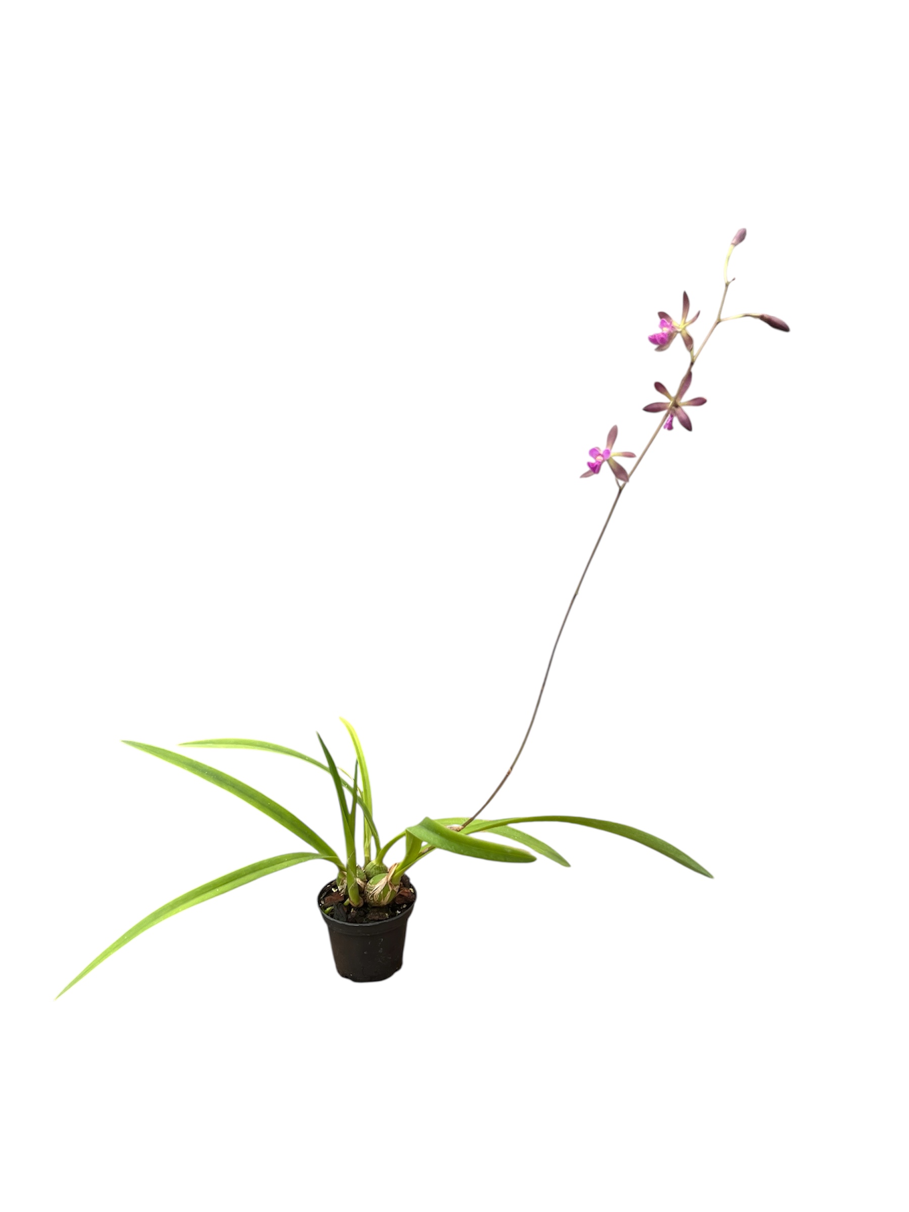 Encyclia mooreana