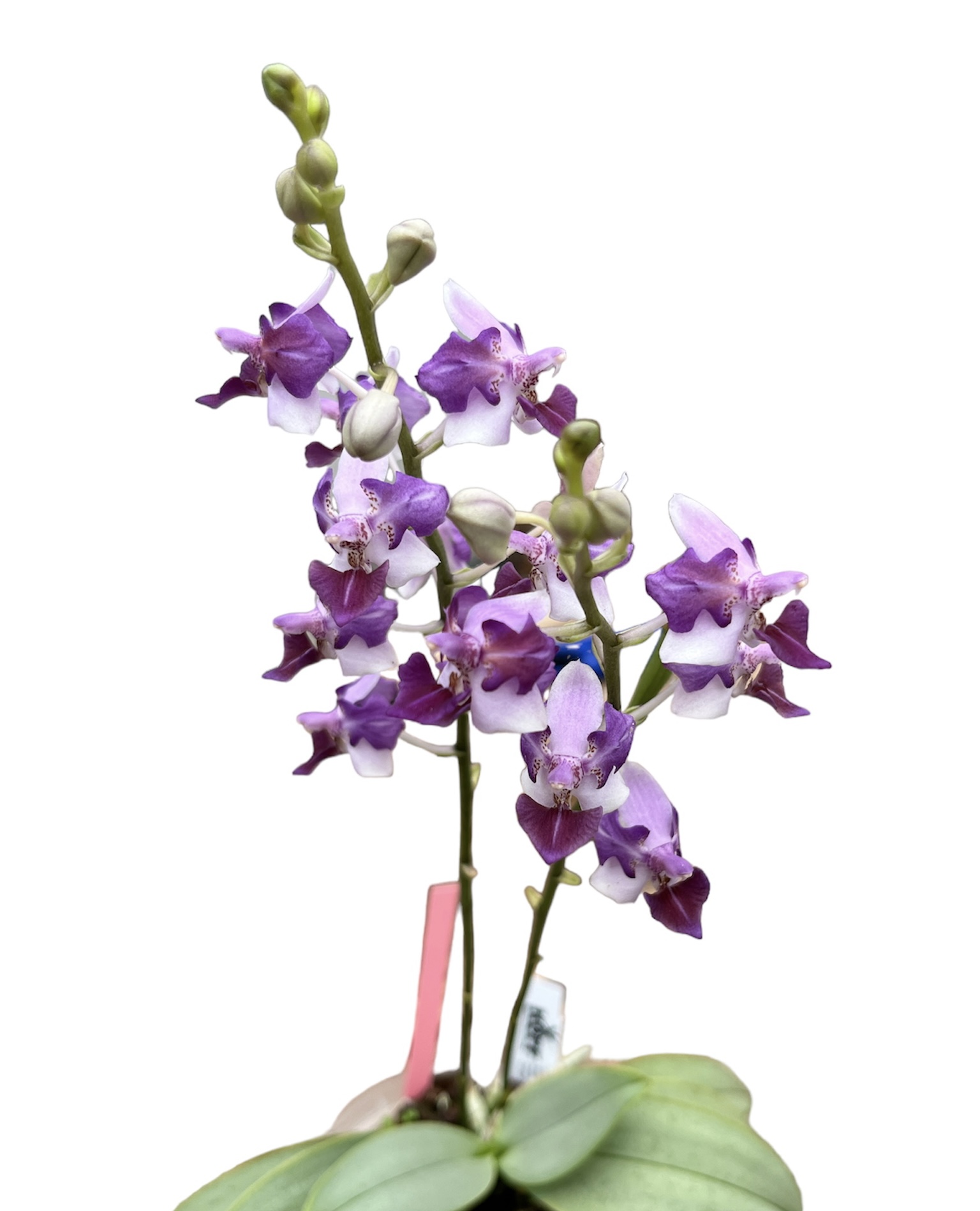 Phalaenopsis Memoria Val Rettig 'Peloric'