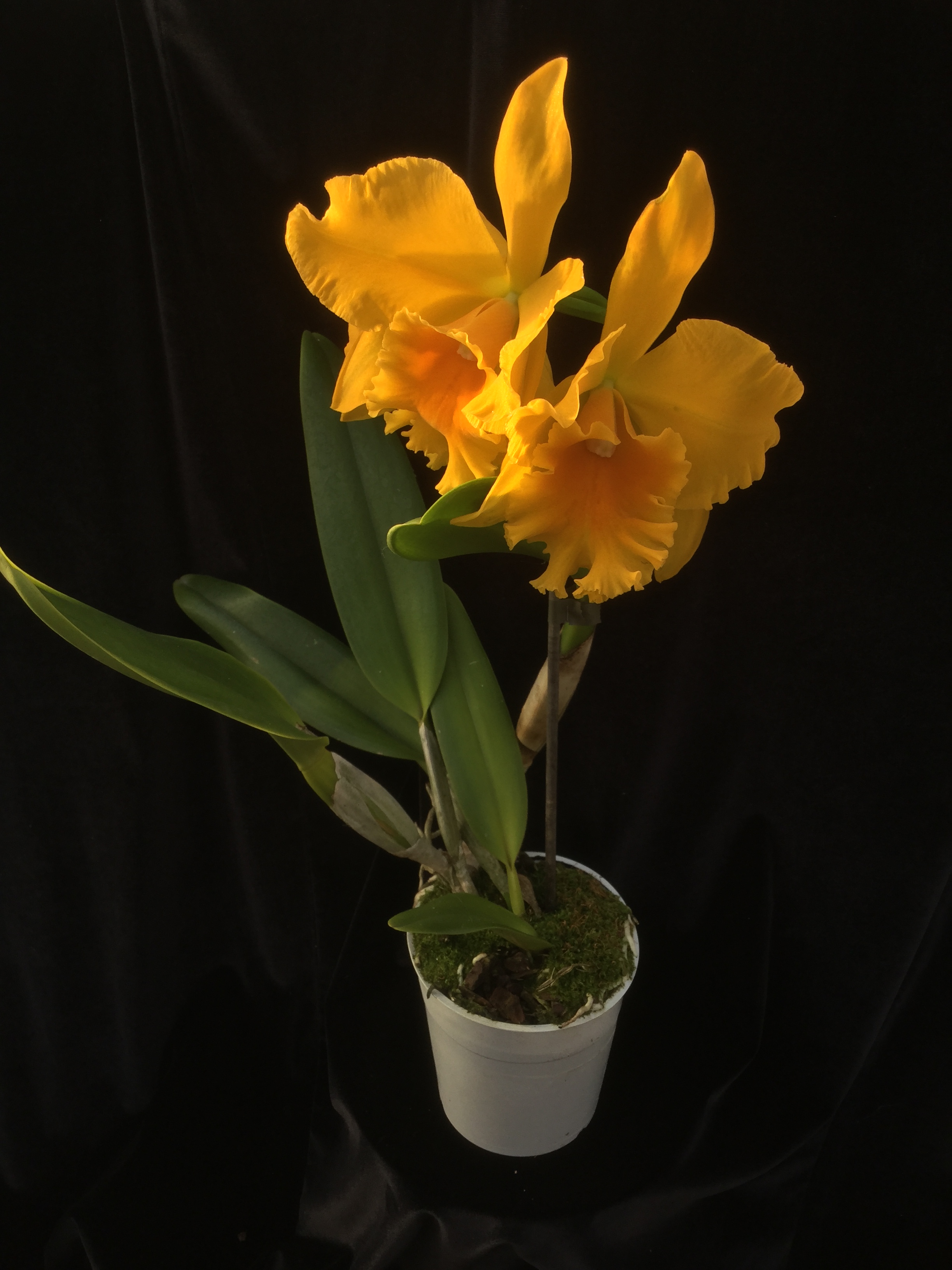 Cattleya Haw Yuan Gold 'Yung Kang #2' GM/WOC FCC/RH