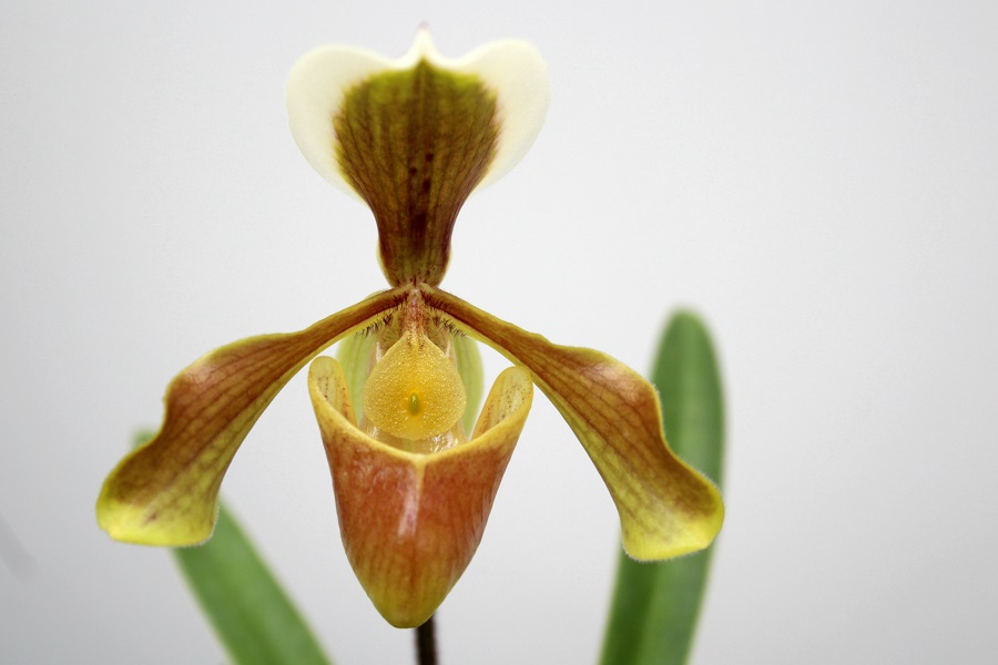 Paphiopedilum areeanum