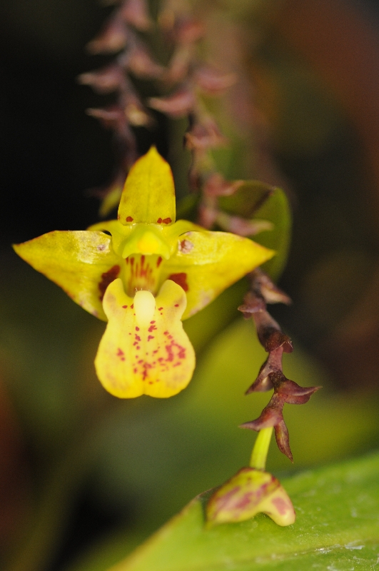 Polystachya maculata
