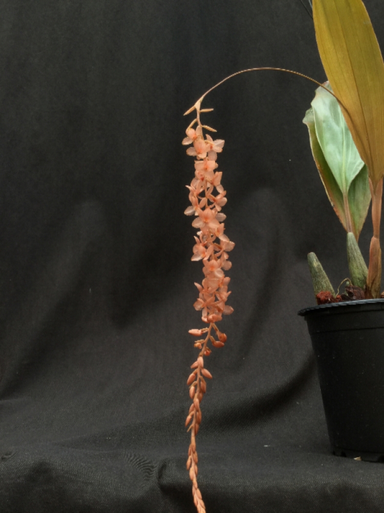 Dendrochilum (Coelogyne) hampelii