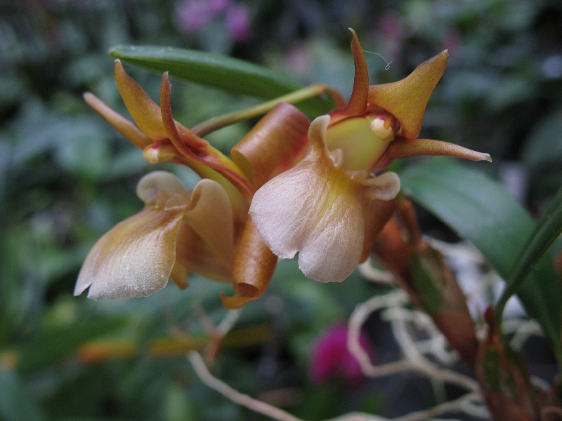 Epigeneium chapaense