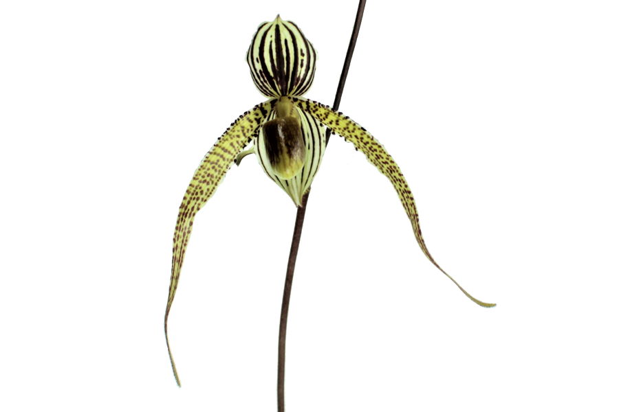 Paphiopedilum Kemp Tower x St.Swithin 