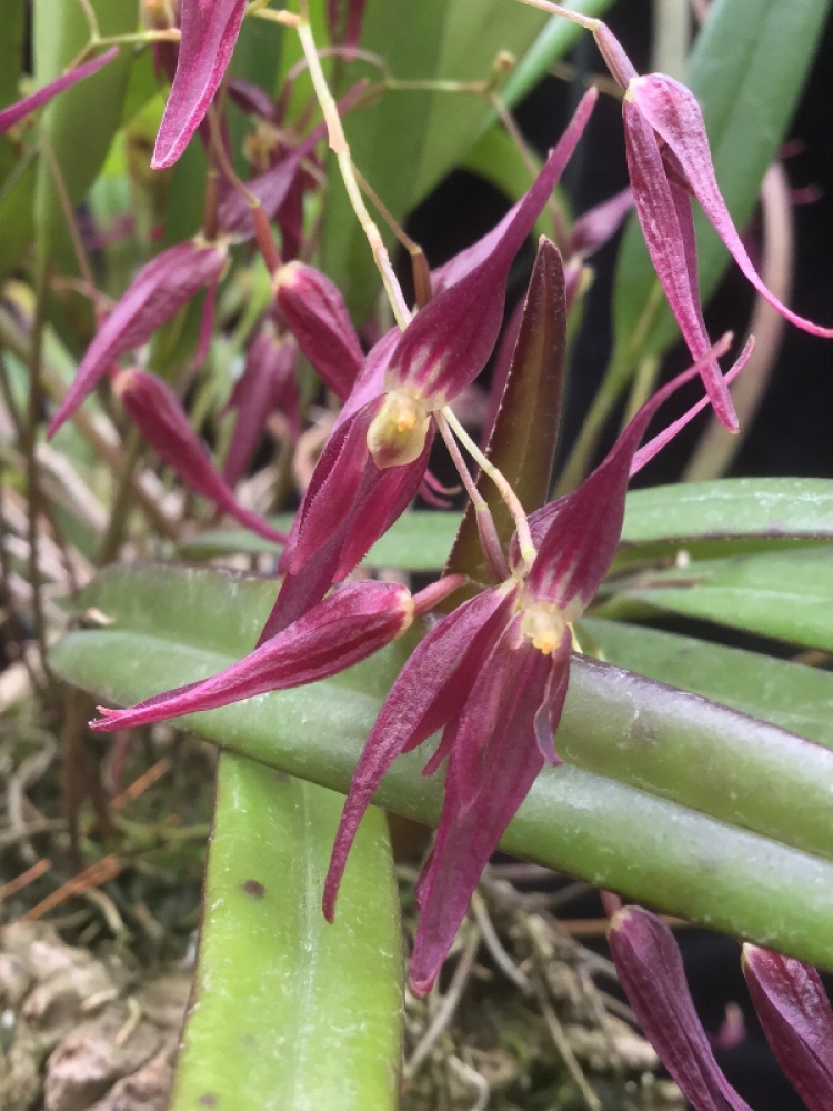 Pleurothallis luctuosa