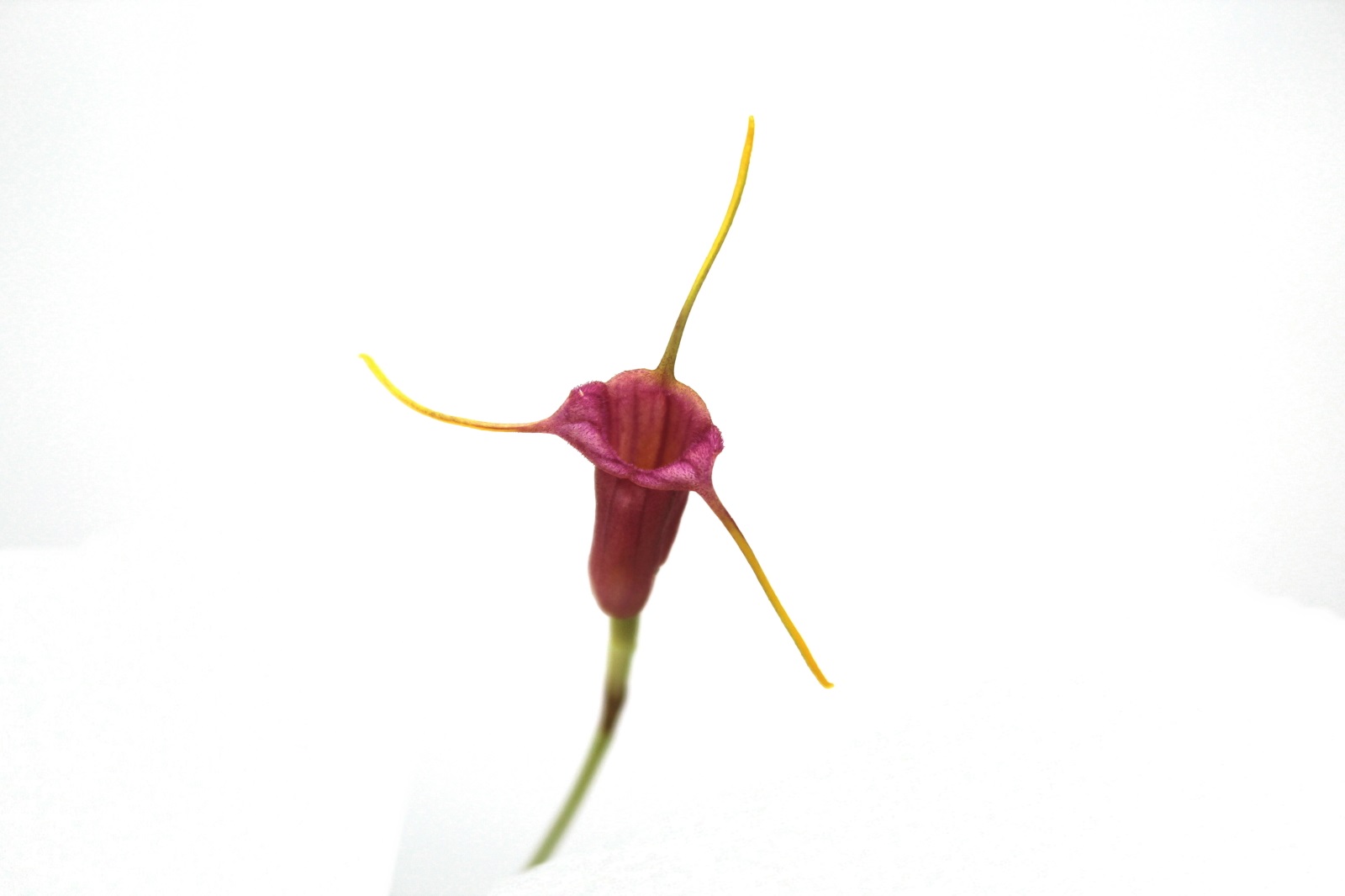 Masdevallia x mystica