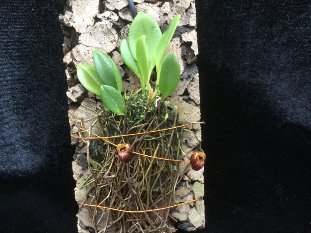 Scaphosepalum ovulare