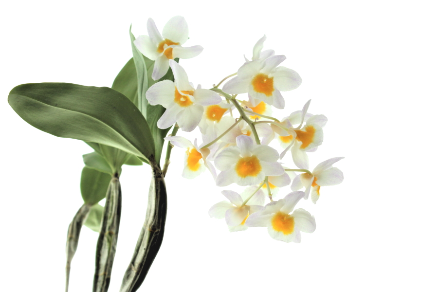 Dendrobium griffithianum x farmeri