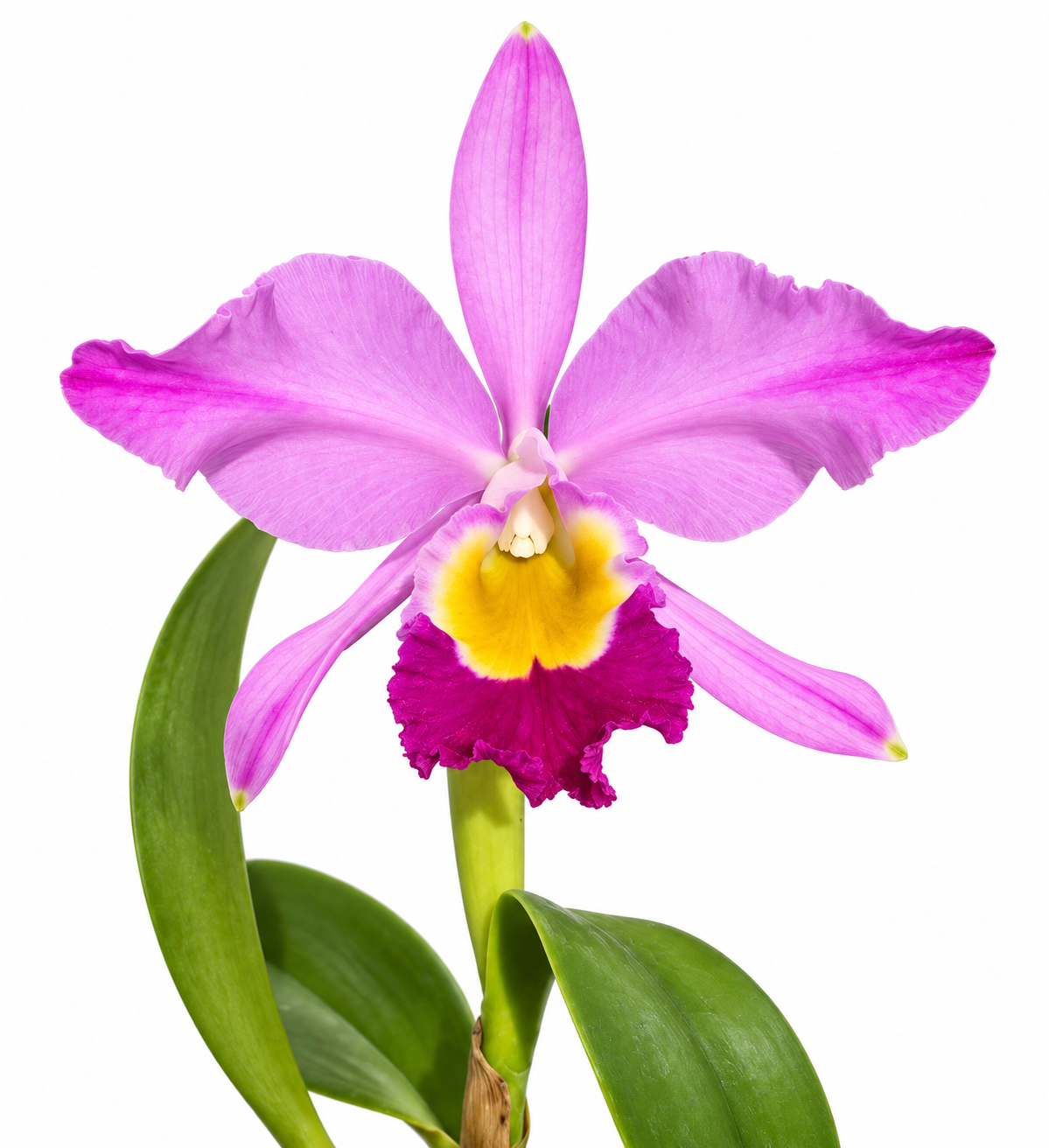 Cattleya eldorado 'Mount Ito'
