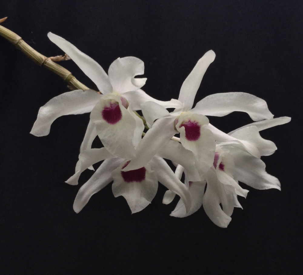 Dendrobium x cassiope (aufgebunden)