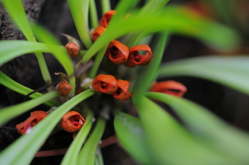 Cryptophoranthus acaulis