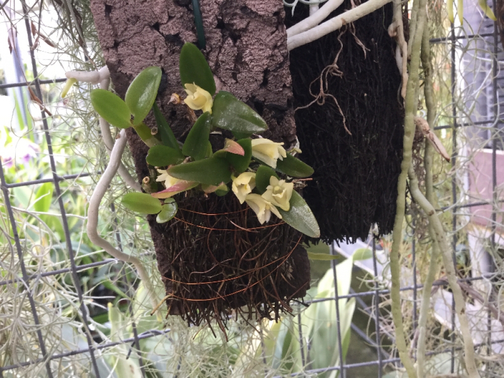 Dendrobium pachyphyllum
