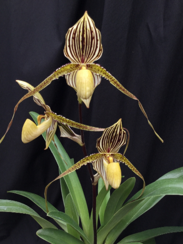 Paphiopedilum St.Swithin (philippinense x rothschildianum)