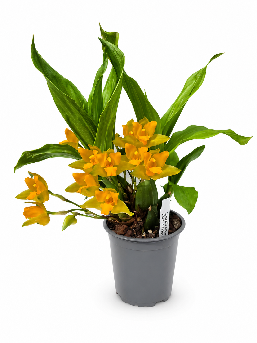 Lycaste cruenta