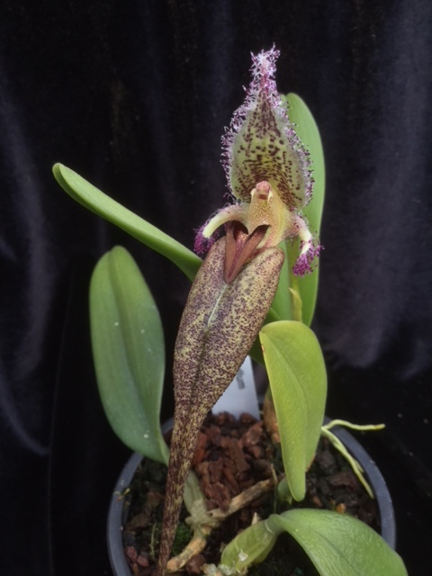 Bulbophyllum romyi