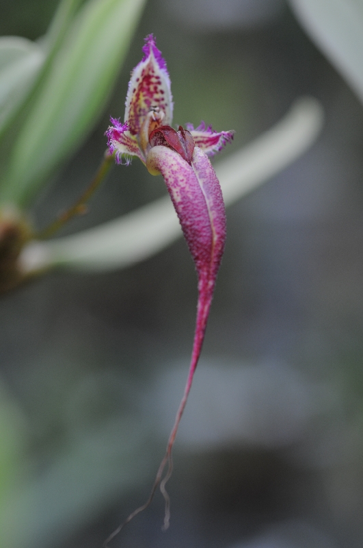 Bulbophyllum fascinator(aufgebunden)
