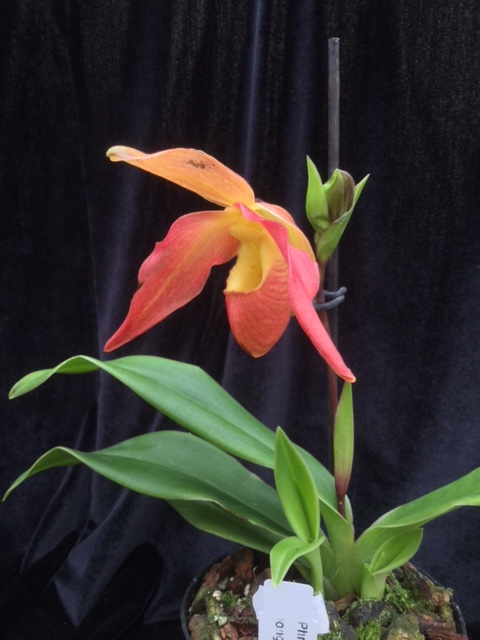 Phragmipedium Eric Young(longifolium x bessae)