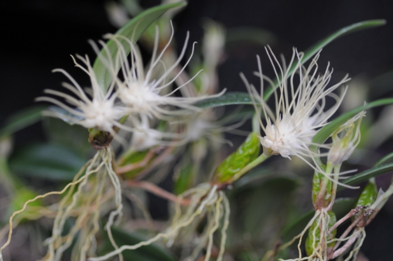 Bulbophyllum caudatum