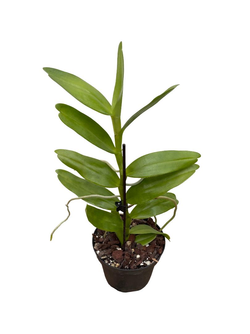 Angraecum birrimense big/groß