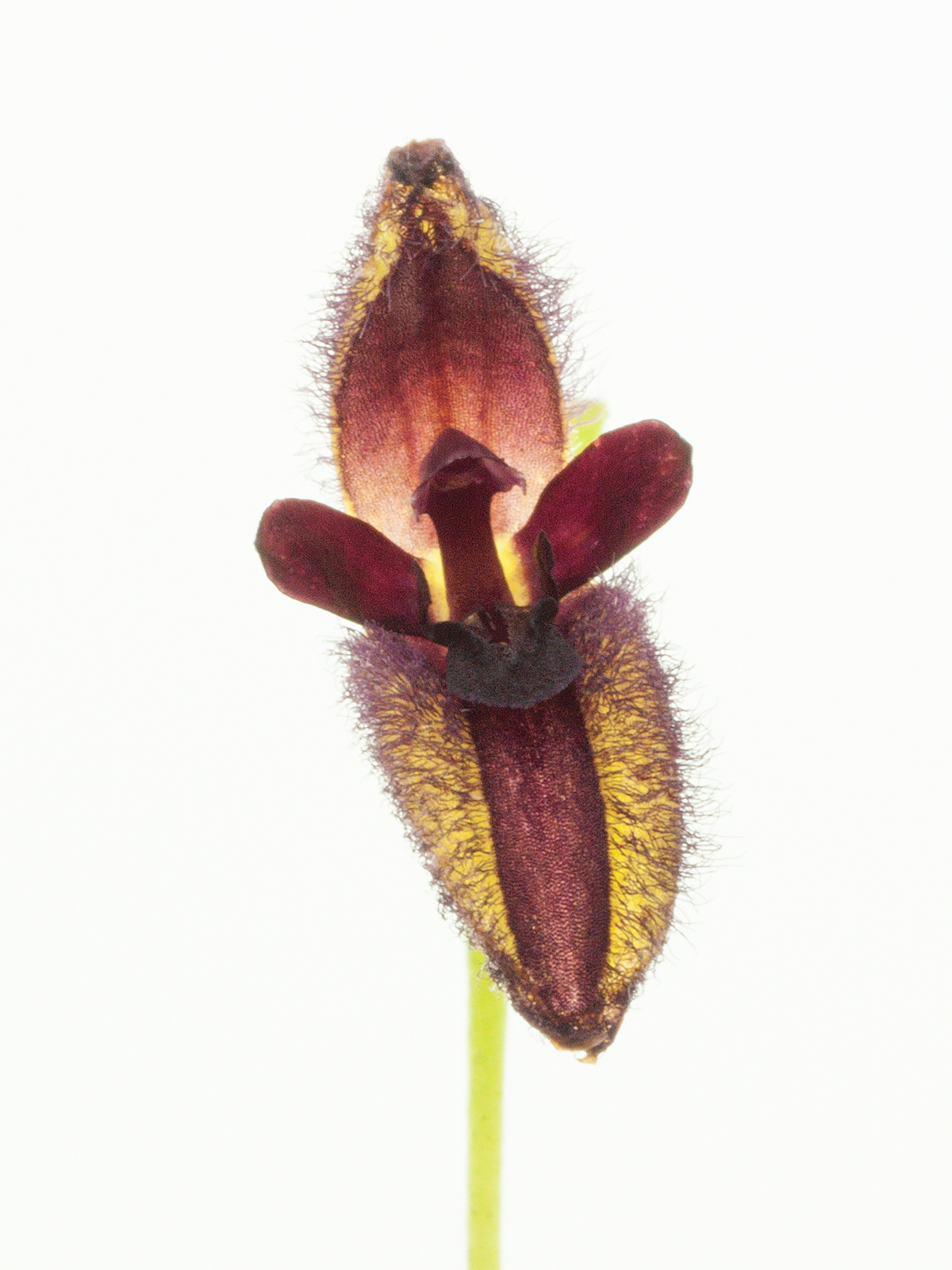 Pleurothallis segoviensis