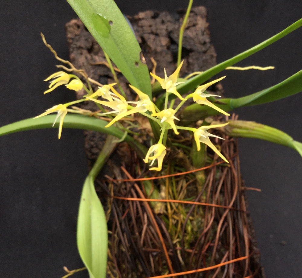 Bulbophyllum laxiflorum