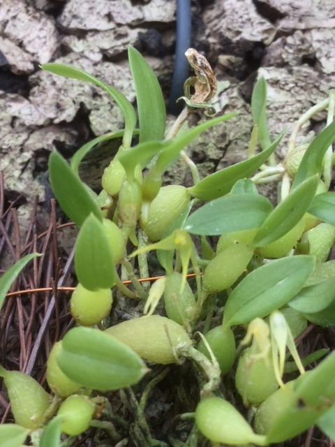 Bulbophyllum tjadasmalangense