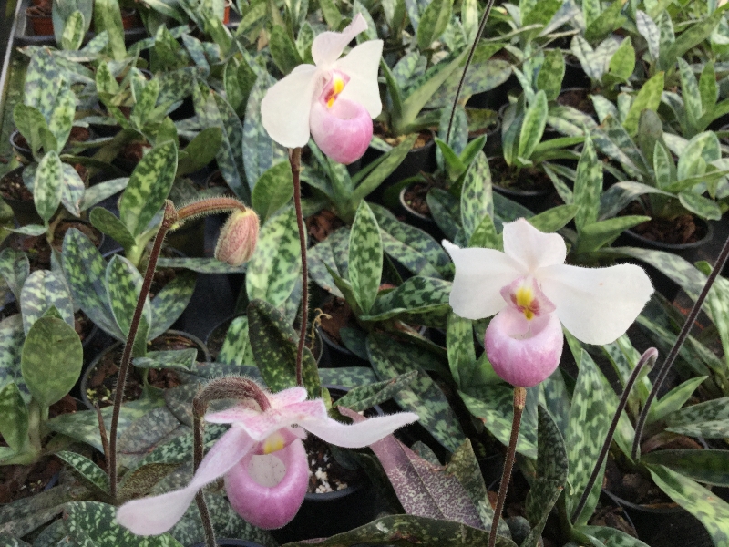 Paphiopedilum delenatii
