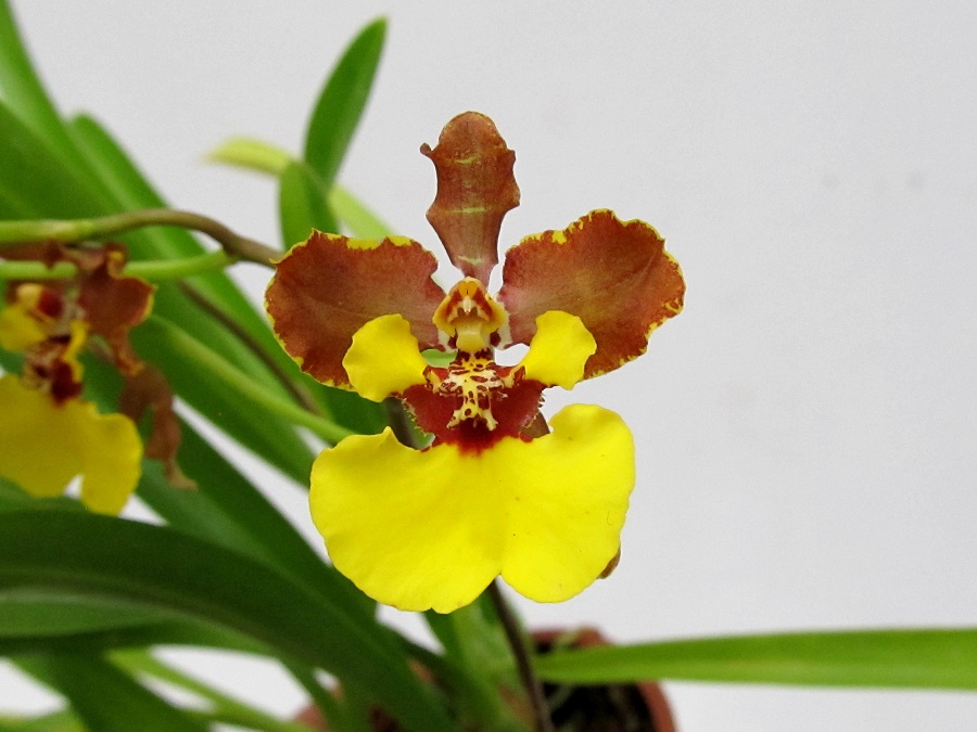 Oncidium croesus (aufgebunden)