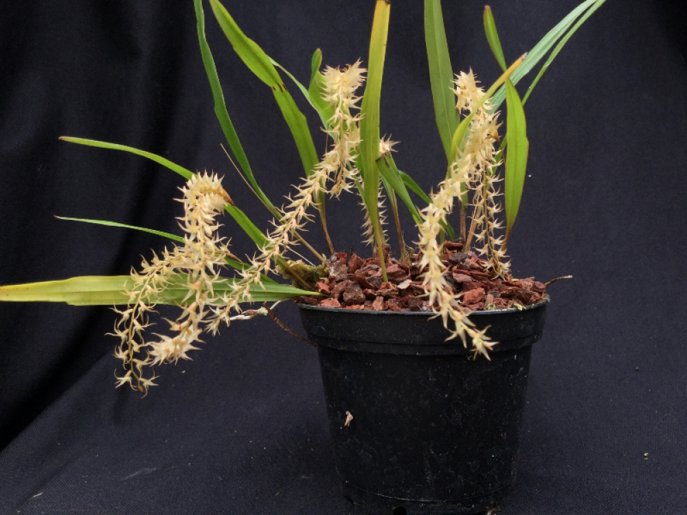 Dendrochilum fuscatum