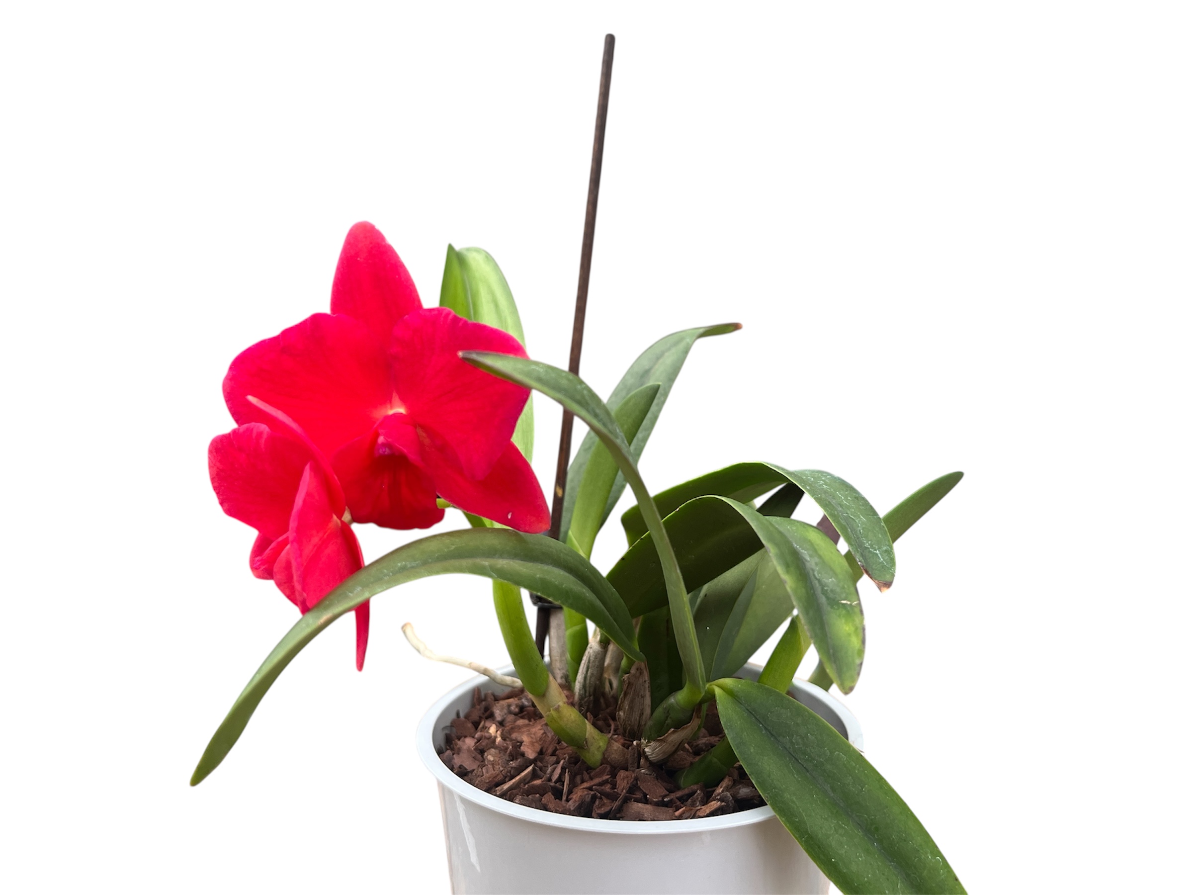 Sophronitis coccinea Hybride
