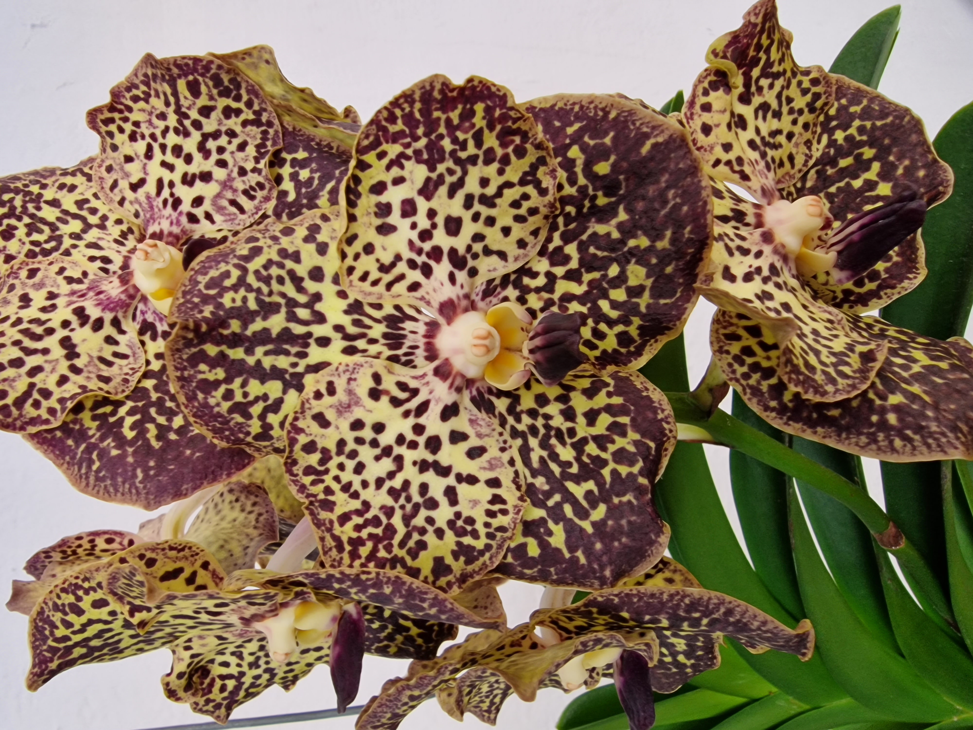 Vanda SUNANDA® Ocelot Mocha