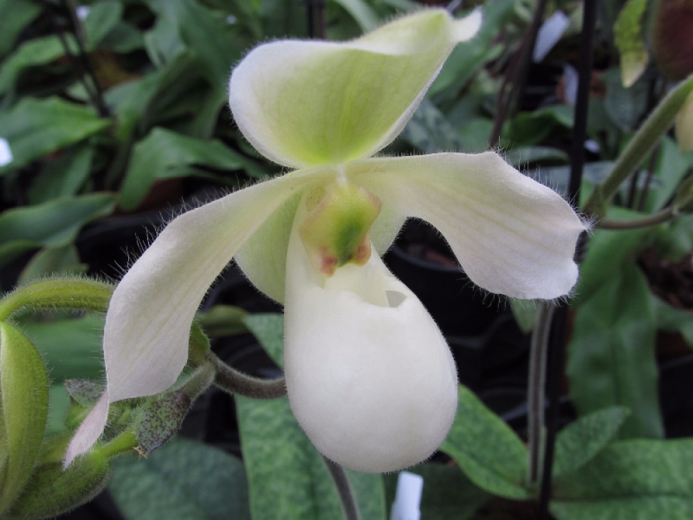 Paphiopedilum Deperle (primulinum x delenatii)